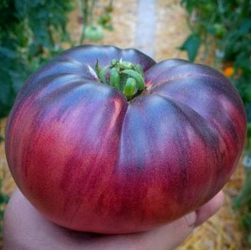 10 samen tomate - 🍅👍,