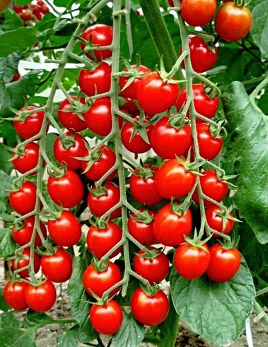 Samen cherry tomate - samen, cherry-tomate