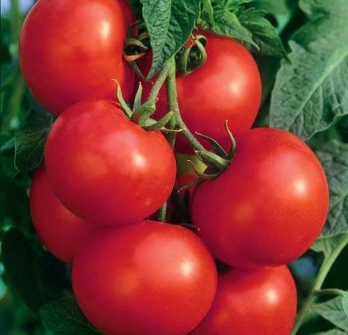 Tomatensamen - , samen)