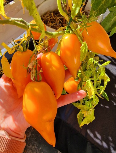 Tomatensamen stabtomate - tomatensamen,