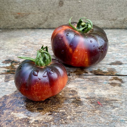 Tomate red beauty samen - red,