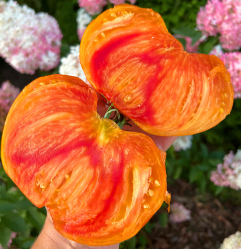 Wow samen tomate - 10,