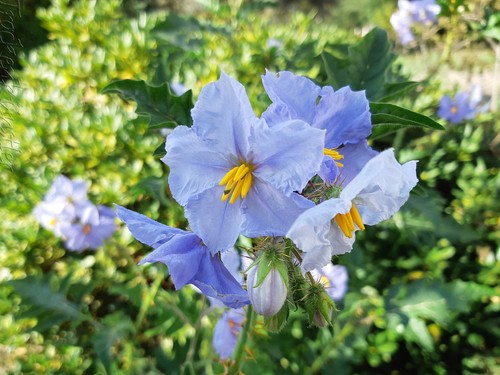 Seeds solanum sisymbriifolium - seeds,