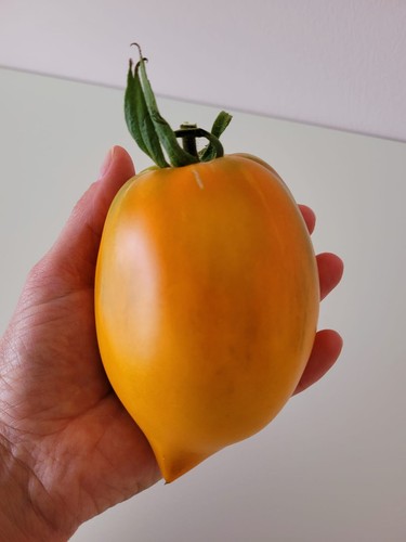 Tomatensamen sorte - 12,