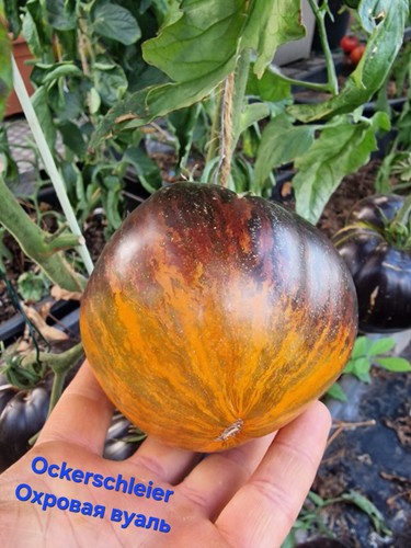 Tomatensamen tomatensorte - tomatensamen,