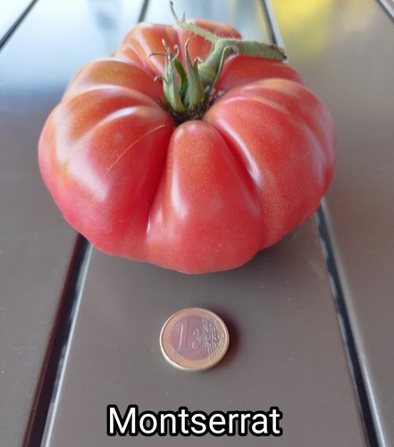 Tomatensamen montserrat 15 - |, |