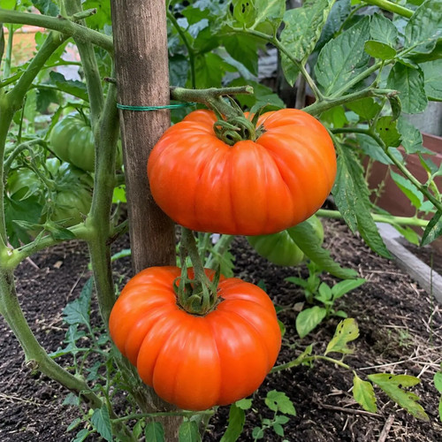Ochsenherztomate bio samen - ochsenherztomate,