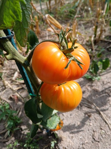 Tomatensamen fleischtomaten - tomatensamen,