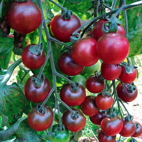 Tomatensamen - , (7+