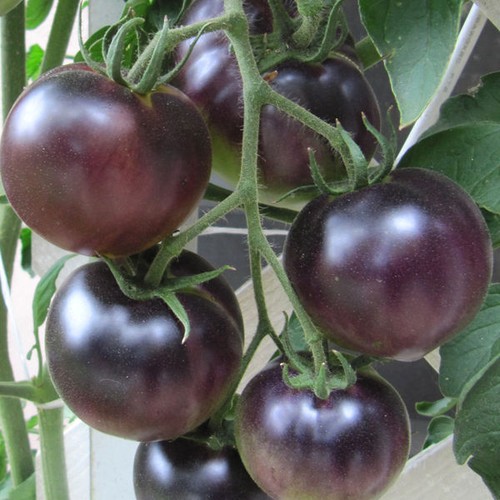 Schwarze kirschtomate tomate - kirschtomate,
