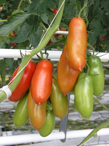 Samen tomate san marzano - 50,