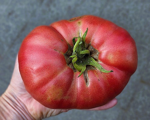 Rosa elefant tomatensamen - rosa,