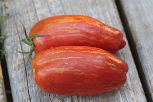 Tomate speckled roman samen - tomate, 5+