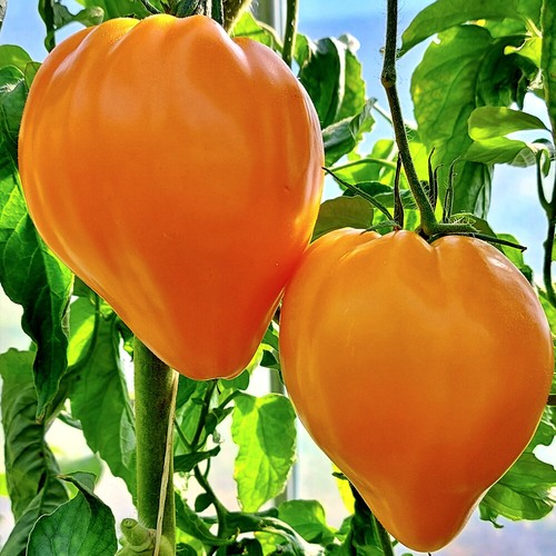 Tomate oxheart orange samen - tomate,