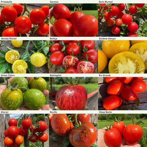 Freiland tomaten set 12 - tomaten, 🍅