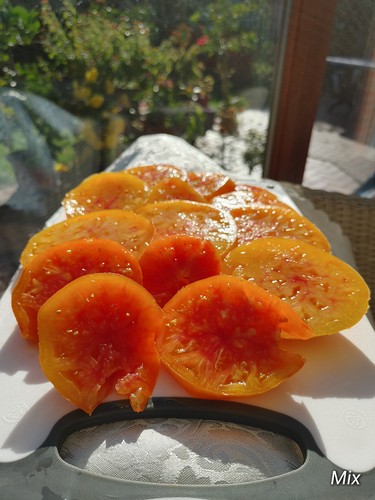Ananas fleisch tomate samen - ananas,