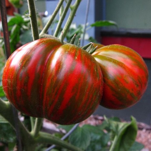 Tomate chocolate stripes - tomate, 10