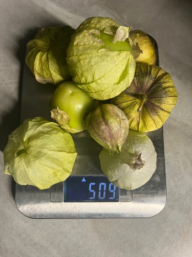 Frische tomatillos für salsa - frische,