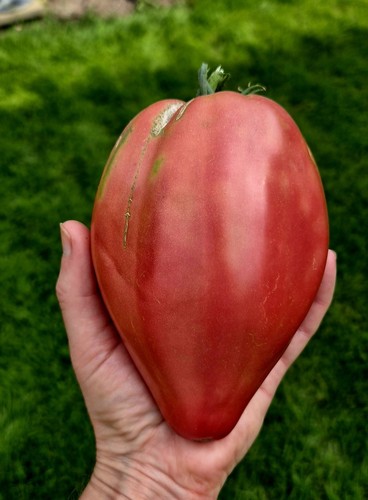 Bulgarisches ochsenherz - bulgarisches,