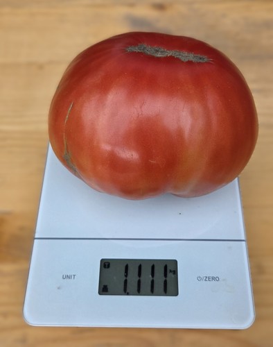 Usbekskije yusupovskije selten - yusupovskije,
