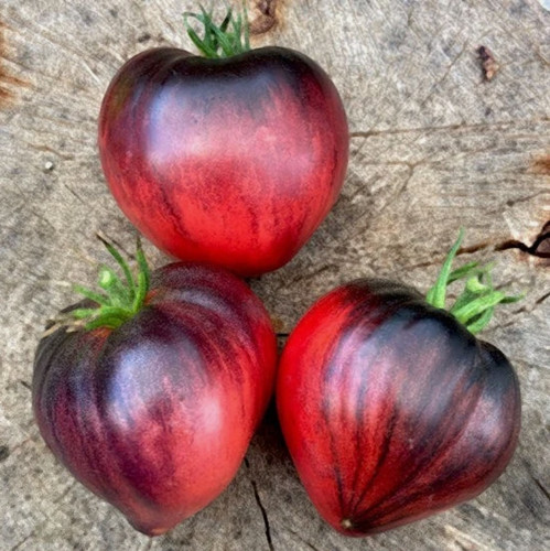 Samen tomate sgt - +,
