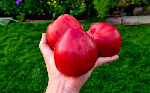 Rosa honig tomatensamen - rosa,