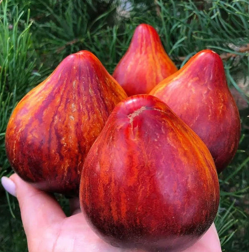 Samen tomate feuriger - tomate, "feuriger
