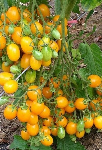 Cocktailtomate - , –