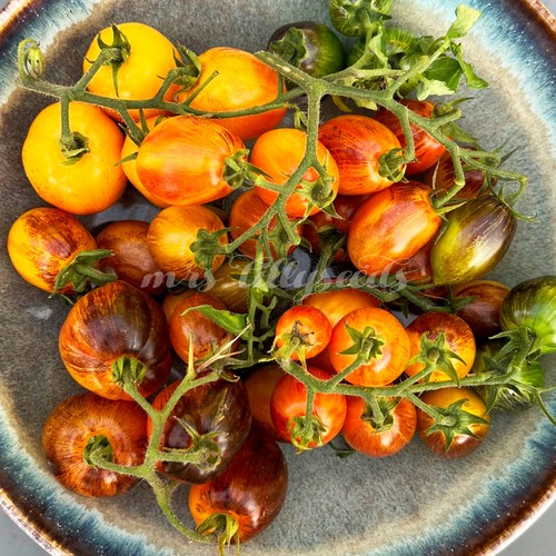 Golden hour tomatensamen - tomatensamen, –