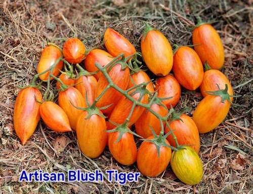 Tomatensamen freiland artisan - tomatensamen, "artisan