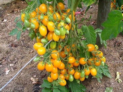 Tomate ildi samen - -, 5+