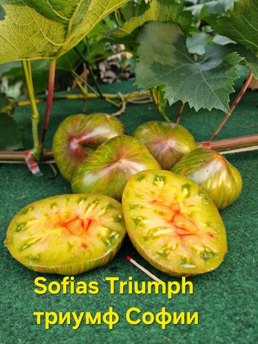 Tomatensamen sofias triumph - tomatensamen,