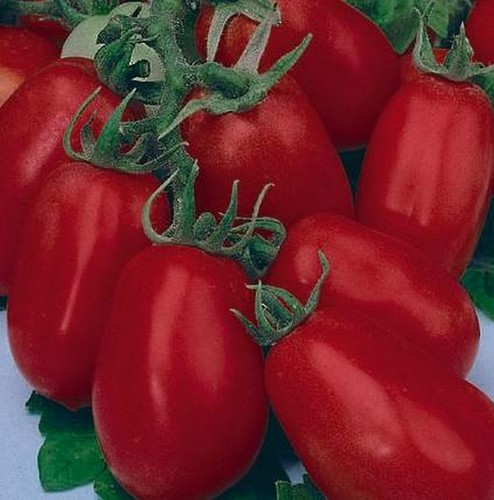 Buschtomate roma samen - buschtomate, 15