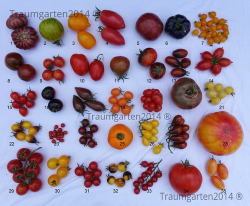 100 tomatensamen saatgut - 100,