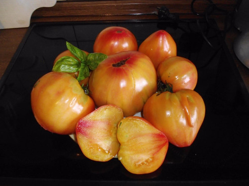 Orange russian herz - 10,