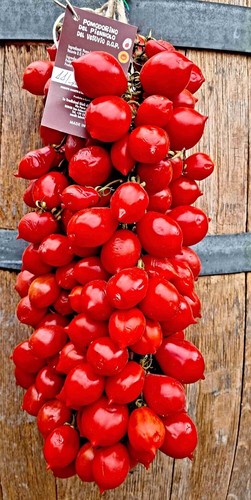 Piennolo del vesuvio tomate - piennolo,