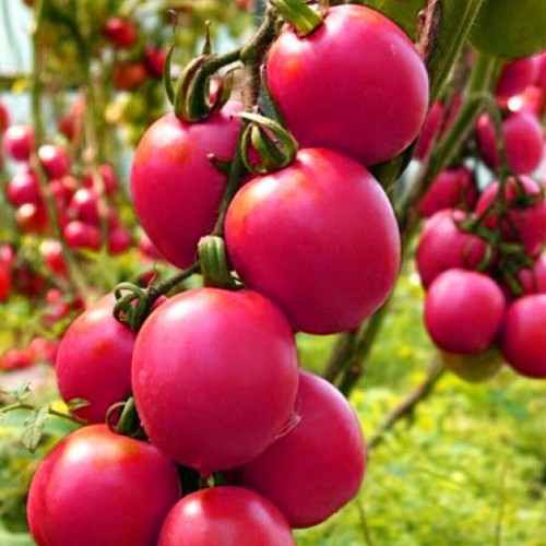 Samen tomate de - tomate, "de