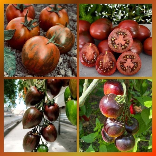 Tomaten set wunderschöne - set,