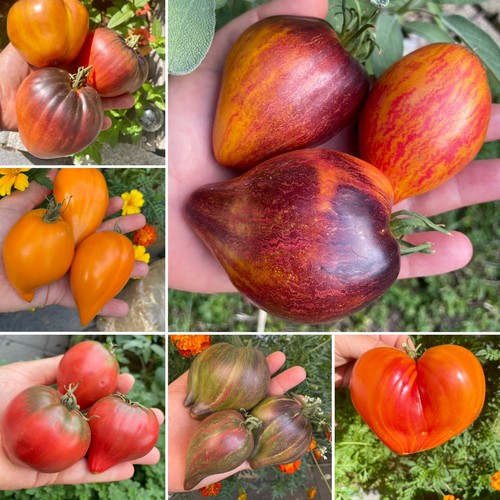 Tomatensamen raritäten - ❤️,