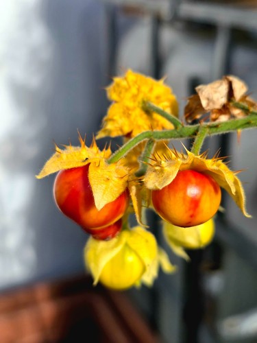 Litschi tomate samen - litschi,