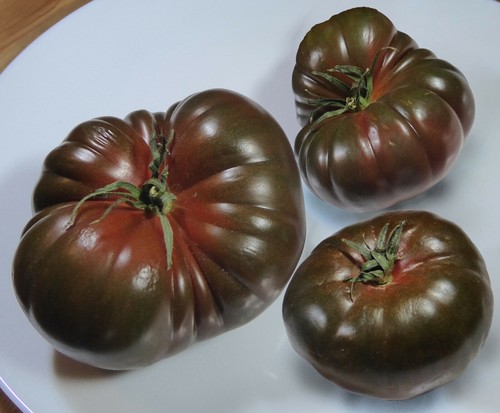 Samen tomate black krim - black,