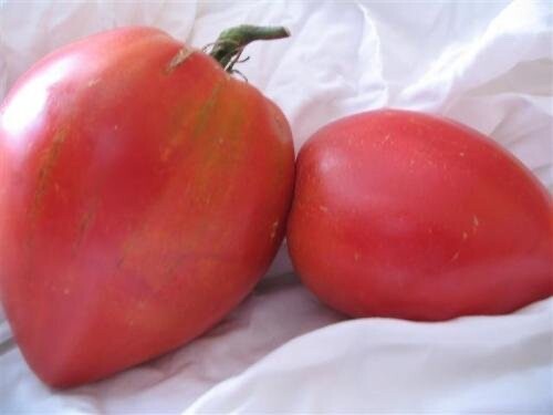 Russische fleisch tomate anna - fleisch, (anna