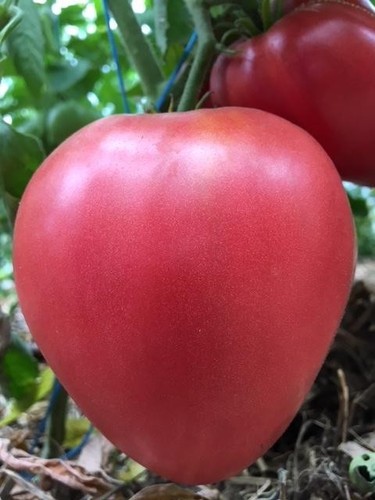Tomatensamen - , (7+