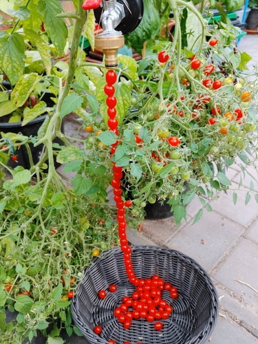 Rote wildtomate massenträger - wildtomate,