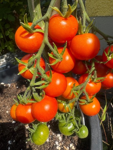Mexikanische honigtomate - honigtomate, 10