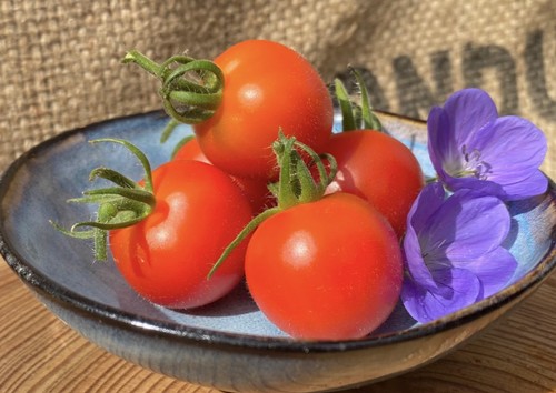 Ruthje rote cocktailtomate - rote,