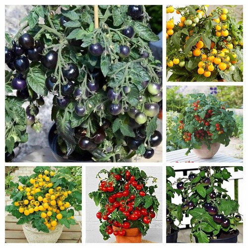 Bunte zwerge tomate - zwerge,