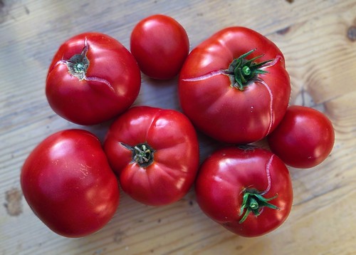 Tomatensamen trapezitsa alte - tomatensamen,