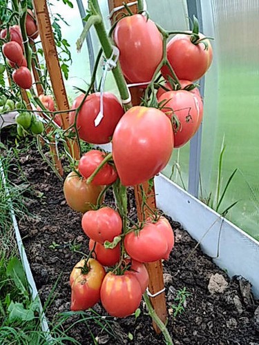 Tomatensamen yaponka auch - tomatensamen,
