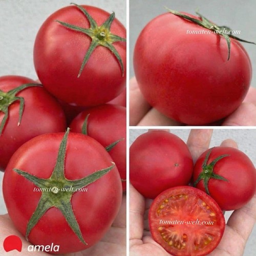 Original amela tomatensamen - original,